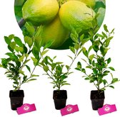 Set de 3 plants de tilleul - citrus auratifolia 'Lime' - 40cm - en pot de 9cm