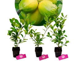 Set van 3 limoenplanten - citrus auratifolia 'Limoen' - H40cm - in 9cm pot