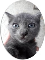 WallClassics - PVC Schuimplaat Ovaal - Nieuwsgierige Grijze Poes - 42x56 cm Foto op Ovaal (Met Ophangsysteem)