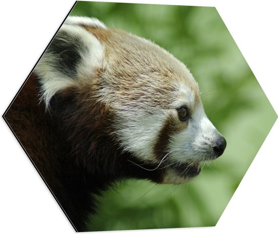 WallClassics - Dibond Hexagon - Kleine Panda met Groene Achtergrond - 60x52.2 cm Foto op Hexagon (Met Ophangsysteem)