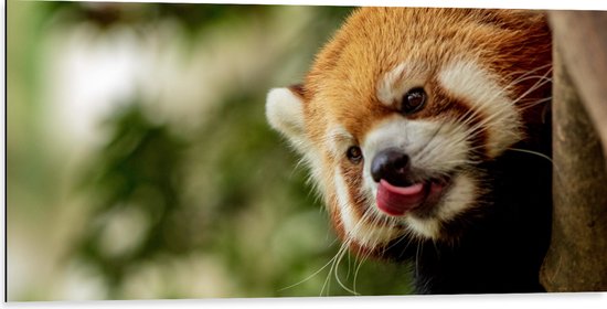 WallClassics - Dibond - Kleine Rode Panda heeft Honger - 100x50 cm Foto op Aluminium (Wanddecoratie van metaal)