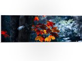 WallClassics - PVC Schuimplaat- Herfstbladeren aan Dunne Boomstam - 60x20 cm Foto op PVC Schuimplaat