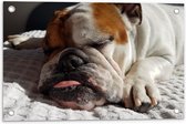 WallClassics - Tuinposter – Slapende Bulldog Hond - 60x40 cm Foto op Tuinposter  (wanddecoratie voor buiten en binnen)
