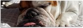 WallClassics - Tuinposter – Slapende Bulldog Hond - 60x20 cm Foto op Tuinposter  (wanddecoratie voor buiten en binnen)