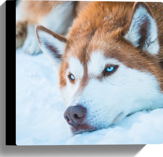 WallClassics - Toile - Chien Husky Sibérien couché dans la neige - 30x30 cm Photo sur toile (Décoration murale sur toile)