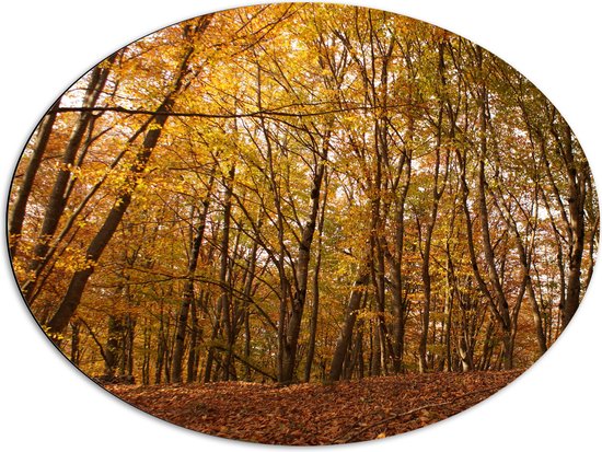 WallClassics - Dibond Ovaal - Groene en Bruine Bladeren in het Bos - 80x60 cm Foto op Ovaal (Met Ophangsysteem)