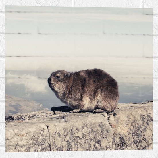 WallClassics - Muursticker - Marmot op de Muur - 50x50 cm Foto op Muursticker