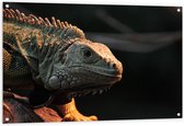 WallClassics - Poster de jardin - Reptile iguane - 120x80 cm Photo sur poster de jardin (décoration murale pour extérieur et intérieur)