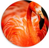 WallClassics - Dibond Muurcirkel - Rode Flamingo - 80x80 cm Foto op Aluminium Muurcirkel (met ophangsysteem)