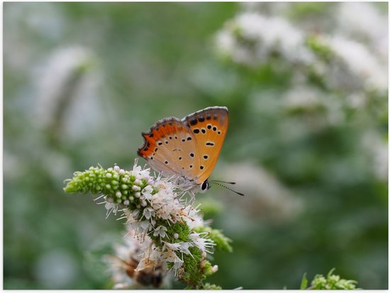 WallClassics - Poster (mat) - Papillon Oranje sur Bloem Witte - 80 x 60 cm Photo sur papier poster avec un aspect mat