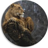 WallClassics - Plaque de Mousse PVC Cercle Mural - Lion à l'affût dans un Arbre - 30x30 cm Photo sur Cercle Mural (avec système d'accrochage)