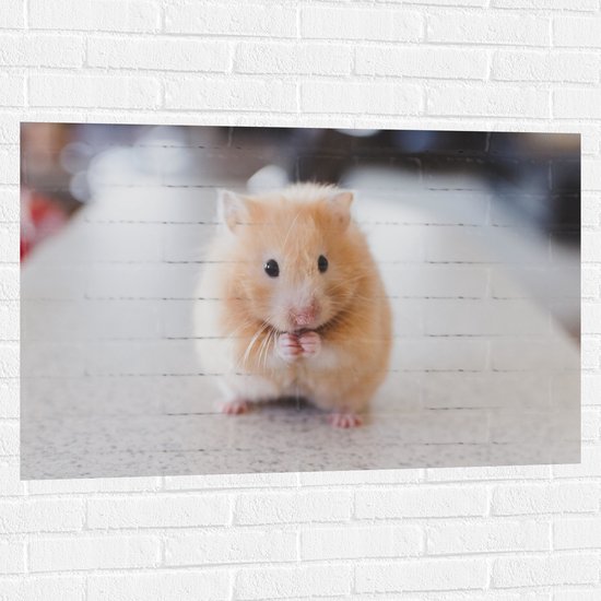 WallClassics - Muursticker - Schattige Hamster op de Keukentafel - 105x70 cm Foto op Muursticker