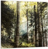 WallClassics - PVC Schuimplaat- Groene Bomen met Zon - 100x100 cm Foto op PVC Schuimplaat