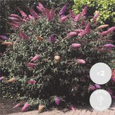 2x Buddleja Davidii 'Tricolor' - Vlinderstruik - Buitenplant  - Winterhard - ⌀17 cm -  30-40 cm