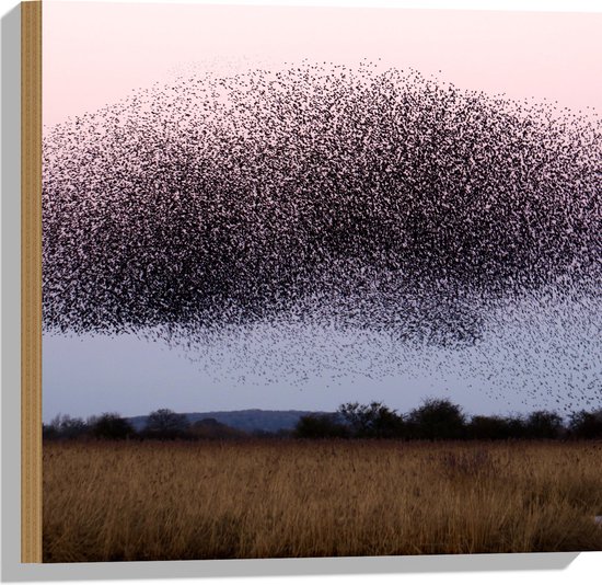 WallClassics - Hout - Grote Zwerm Vogels in de Lucht - 50x50 cm - 12 mm dik - Foto op Hout (Met Ophangsysteem)