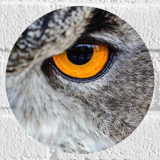 WallClassics - Muursticker Cercle - Gros plan sur l'œil jaune d'un hibou - Photo 20x20 cm sur Muursticker