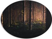 WallClassics - PVC Schuimplaat Ovaal - Bos in de Schemer van Zonsondergang - 56x42 cm Foto op Ovaal  (Met Ophangsysteem)