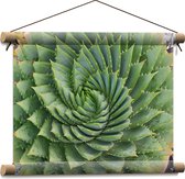 WallClassics - Textielposter - Spiraalvormige Cactus - 40x30 cm Foto op Textiel