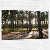 WallClassics - Muursticker - Sentiers de Randonnée en Forêt - 105x70 cm Photo sur Muursticker