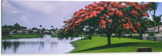 WallClassics - Dibond - Grote Bloesemboom bij Meer in Parkje - 120x40 cm Foto op Aluminium (Met Ophangsysteem)