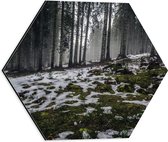 WallClassics - Dibond Hexagon - Smalle Bomen in Bos met Kleine Beetjes Sneeuw - 40x34.8 cm Foto op Hexagon (Met Ophangsysteem)