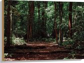 WallClassics - Hout - Donkere Boomstammen in Bos - 80x60 cm - 12 mm dik - Foto op Hout (Met Ophangsysteem)