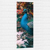 WallClassics - Muursticker - Prachtige Blauw Groene Pauw - 40x120 cm Foto op Muursticker