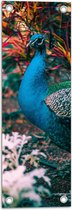WallClassics - Tuinposter – Prachtige Blauw Groene Pauw - 20x60 cm Foto op Tuinposter  (wanddecoratie voor buiten en binnen)