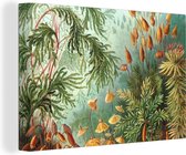 Canvas - Schilderij Oude meesters - Kunst - Muscinae - Haeckel - 120x80 cm - Wanddecoratie - Woonkamer