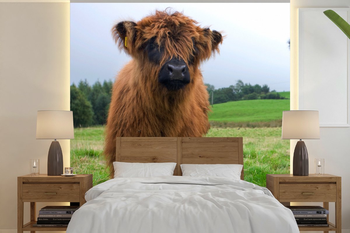 Behang - Fotobehang Schotse hooglander - Koeien - Natuur - Groen - Gras - Breedte 220 cm x hoogte 220 cm
