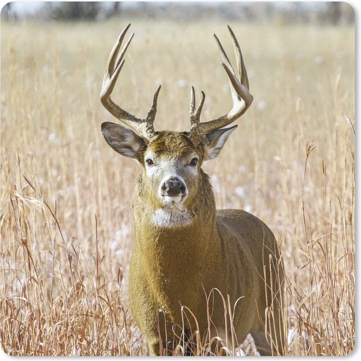 Muismat 30x30 cm - Mousepad Hert - Gras - Herfst - Dieren - Natuur - Gewei - Muismatten