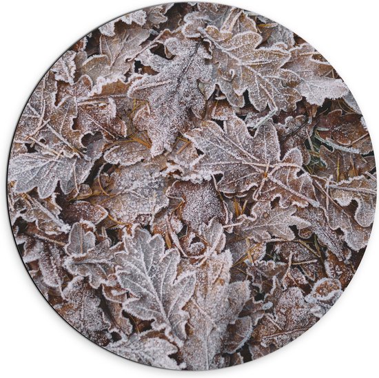 WallClassics - Dibond Muurcirkel - Bevroren Blaadjes in het Bos - 70x70 cm Foto op Aluminium Muurcirkel (met ophangsysteem)