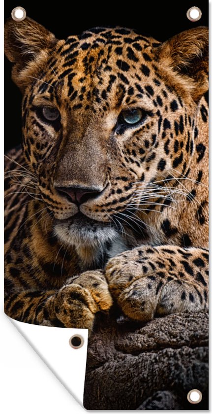 TSHAOSHUNHT Yeux Bleus Panthère Noire Impressions Sur Toile Peintures D' Animaux Naturels Décoration Murale De Salon Moderne 50x70cmx1pcs (19,6 * 27,5 Pouces) Cadre Intérieur