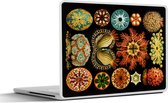 Laptop sticker - 11.6 inch - Vintage - Ernst Haeckel - Zeedier - Natuur - Zee - Kunst - 30x21cm - Laptopstickers - Laptop skin - Cover