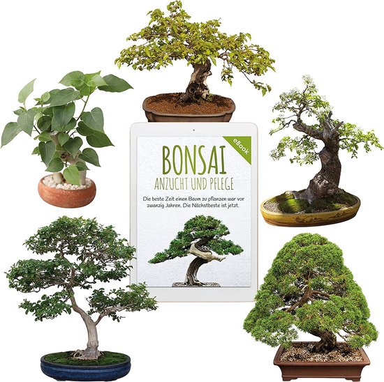 Unieke Bonsai Zaden met hoge kiemkracht Plantenzaden set voor je