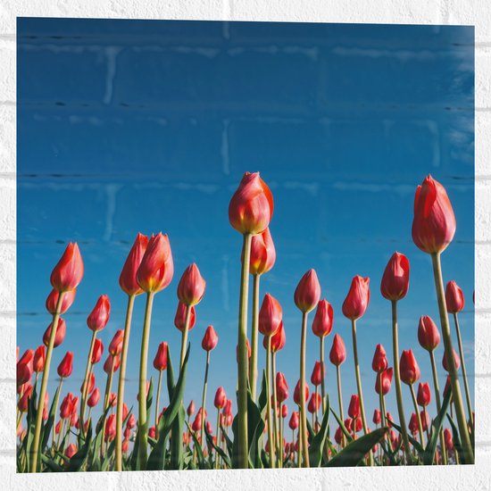 WallClassics - Muursticker - Onderaanzicht van Roze Tulpenveld - 50x50 cm Foto op Muursticker