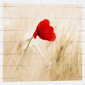 WallClassics - Muursticker - Rode Klaproos tussen de Droge Grassen - 50x50 cm Foto op Muursticker