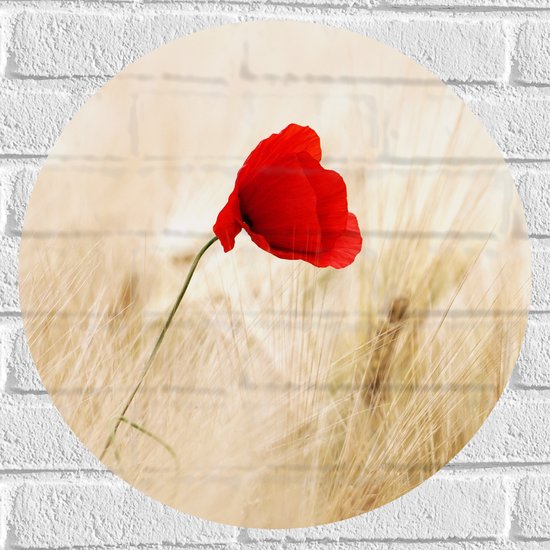 WallClassics - Muursticker Cirkel - Rode Klaproos tussen de Droge Grassen - 50x50 cm Foto op Muursticker