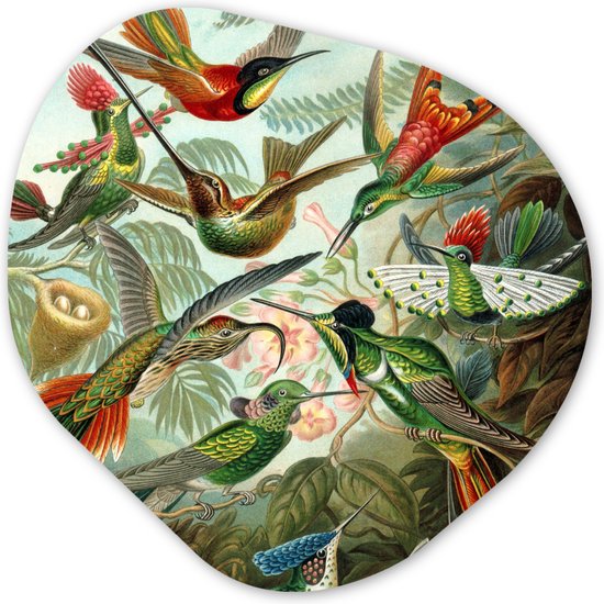 Organische Wanddecoratie - Kunststof Muurdecoratie- Organisch Schilderij - Trochilidae - Ernst Haeckel - Vogel- 90x90 cm - Organische spiegel vorm op kunststof
