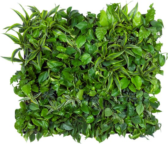 LivePanel PACK 2 X 2 Verticaal groen - Alles-in-1 groene wand systeem