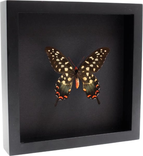 Opgezette Vlinder in Elegante Zwarte Lijst - Papilio Antenor