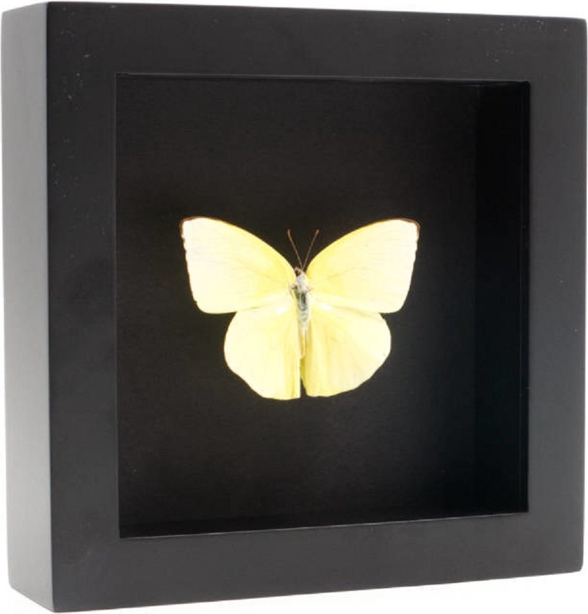 Opgezette Vlinder in Elegante Zwarte Lijst - Catopsilia Pomona
