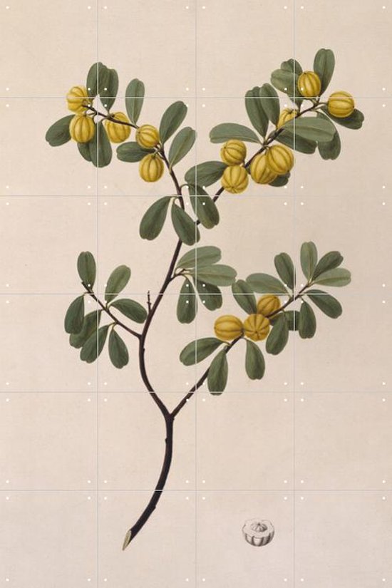 IXXI Quinine Bush - Wanddecoratie - Eten en Drinken - 80 x 120 cm