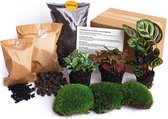 Bol.com Planten terrarium pakket - Calathea Makoyana - 3 terrarium planten - Startpakket - Navulling - DIY Ecosysteem Planten Se... aanbieding
