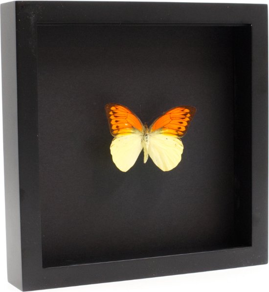 Opgezette Vlinder in Elegante Zwarte Lijst - Hebomoia Leucippe