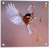 WallClassics - Tuinposter – Klein Vogeltje Eet Besjes tijdens het Vliegen - 50x50 cm Foto op Tuinposter  (wanddecoratie voor buiten en binnen)