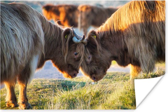 Affiche Highlanders écossais - Animaux - Soleil - 120x80 cm