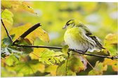 WallClassics - Drapeau - Oiseau Jaune sur Branche - 75x50 cm Photo sur Drapeau Polyester