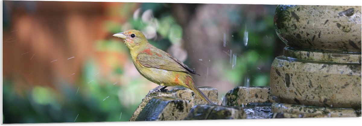 PVC Schuimplaat- Gele Tangare Vogel bij een Fontein - 150x50 cm Foto op PVC Schuimplaat