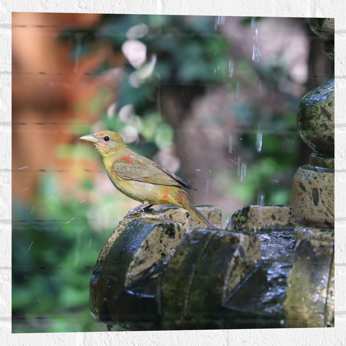Muursticker - Gele Tangare Vogel bij een Fontein - 50x50 cm Foto op Muursticker